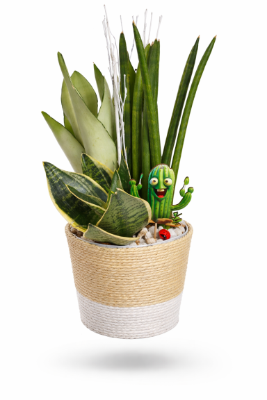 COMPOSICION DE SANSEVIERAS.