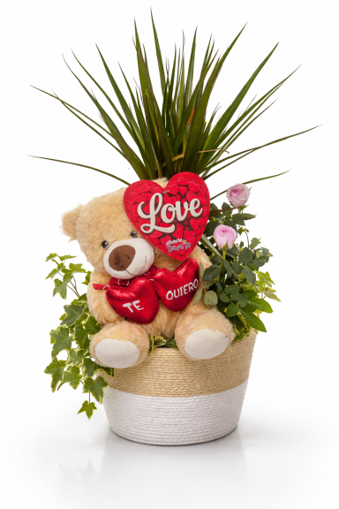 COMPO DRACENA Y PELUCHE.