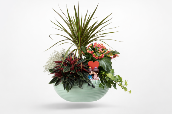 COMPOSICION DRACENA CON NOVIOS.