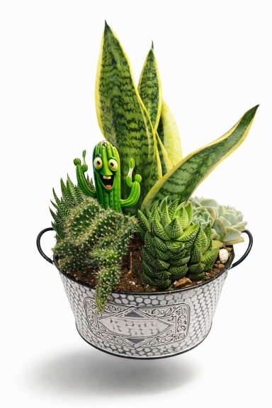 COMPOSICION CON SANSEVIERA Y SUCULENTAS.