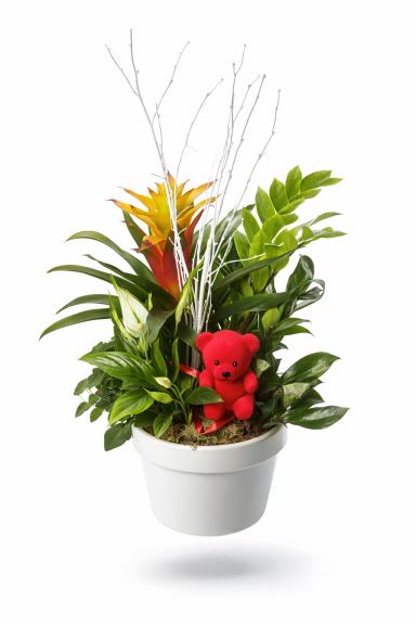 COMPO GUZMANIA AMARILLA.