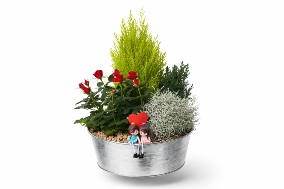 COMPO CON GOLDEN CREST.