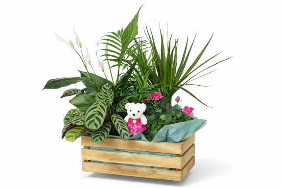 COMPOSICION DE CALATHEA Y ROSAL.