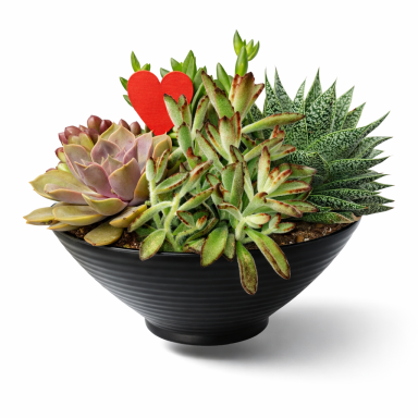 COMPO CON SUCULENTAS.