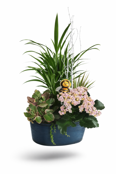 COMPO ARECA CON KALANKOE.