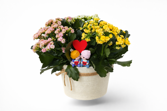 COMPO CON KALANKOES. compo con kalankoes