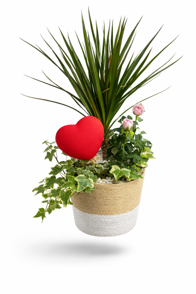 COMPO CON DRACENA Y ROSAL.